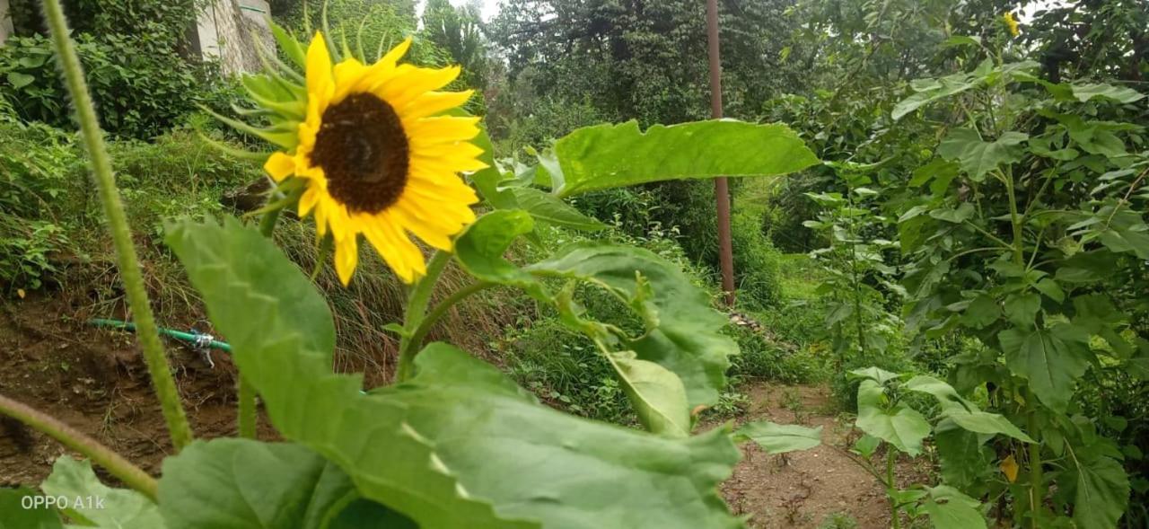 Evergreen Home Stay Almora Exterior photo